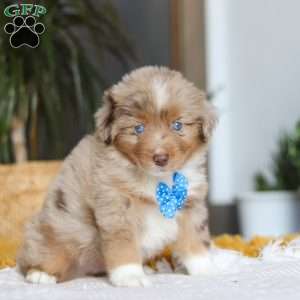Marlu, Miniature Australian Shepherd Puppy